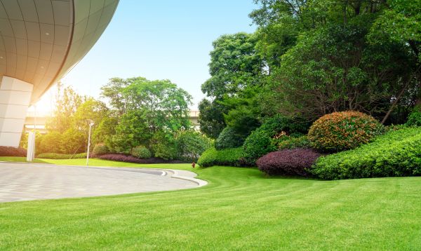Commercial Shrub Trimming in Scottsdale
