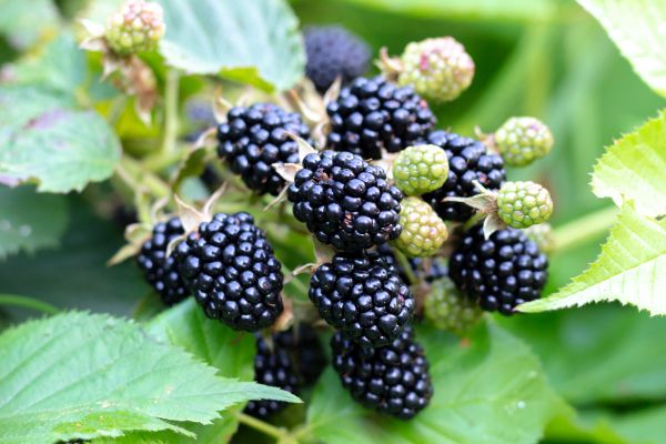 Blackberry Bush Removal in Scottsdale