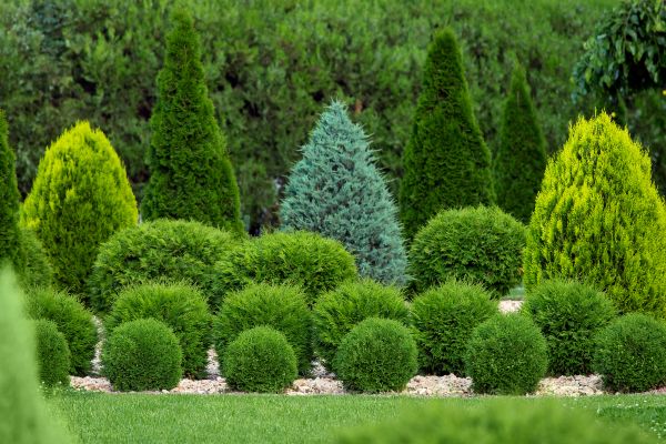 Bush Shaping Service in Scottsdale