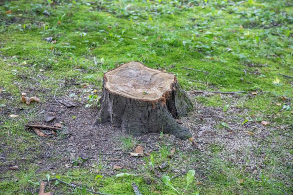 Bush Stump Removal in Scottsdale