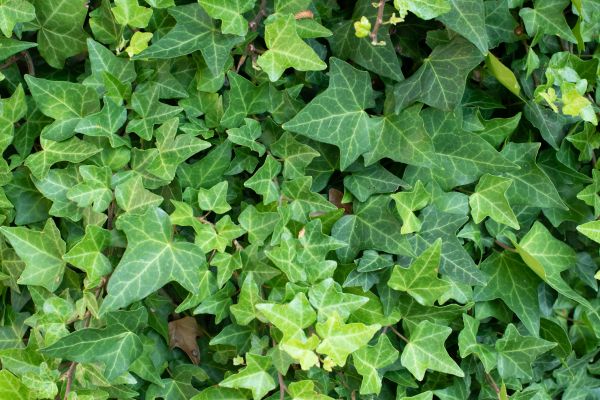 English Ivy Removal in Scottsdale