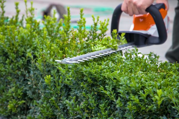 Hedge Pruning in Scottsdale