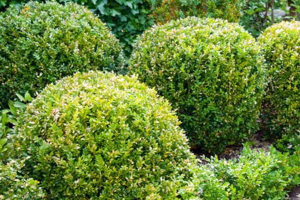 Landscape Trimming Service in Scottsdale