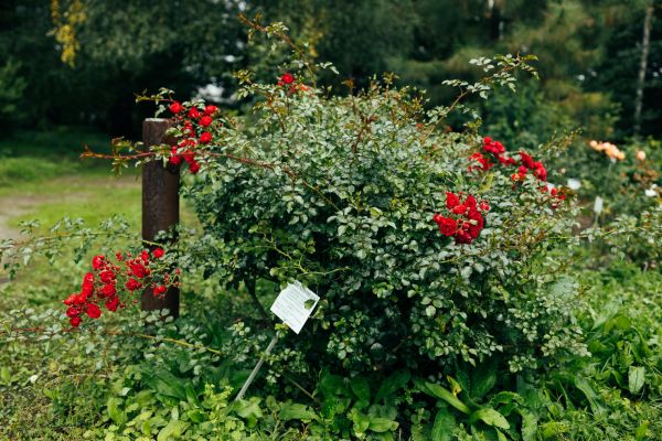Rose Bush Removal in Scottsdale