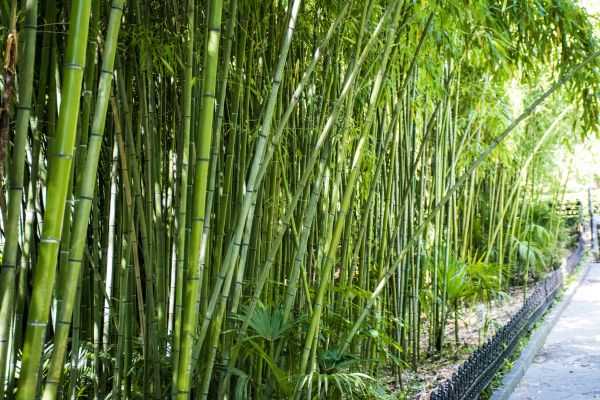 Bamboo Root Removal in Scottsdale