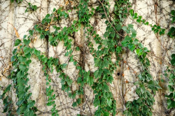 Vine Removal Service in Scottsdale