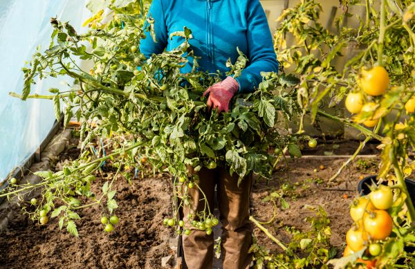 Garden Plant Removal in Scottsdale