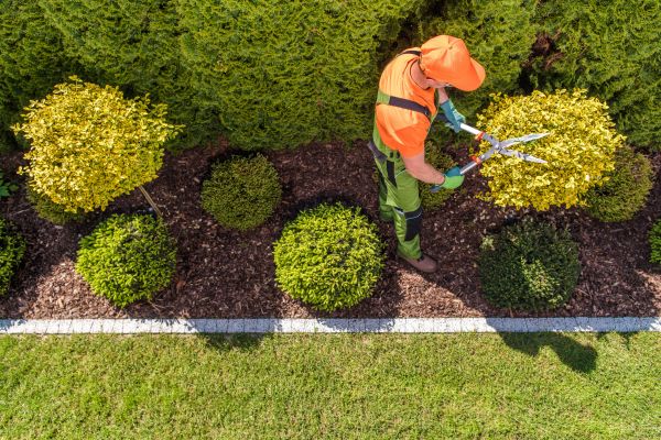 Topiary Trimming in Scottsdale