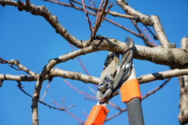Selective Pruning in Scottsdale