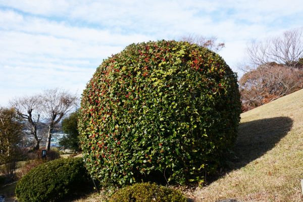 Holly Trimming in Scottsdale