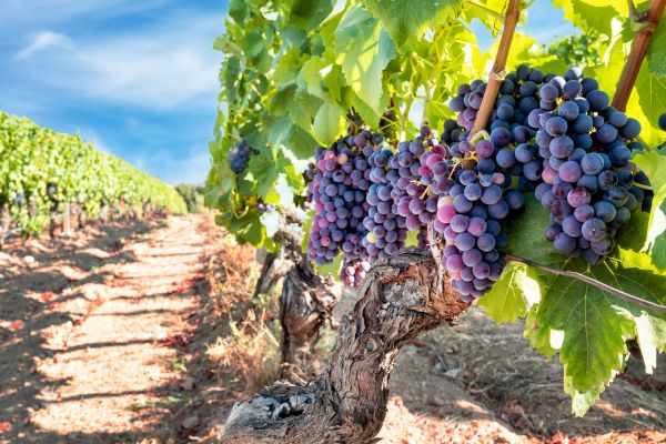 Cost of Grapevine Pruning in Scottsdale