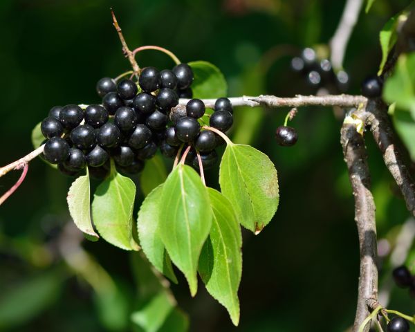 Buckthorn Removal in Scottsdale