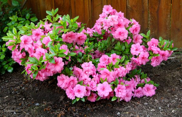 Azaleas Removal in Scottsdale