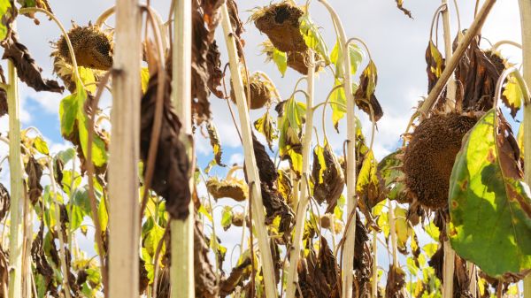 Dead Plant Removal in Scottsdale