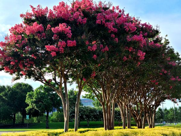 Cost of Crepe Myrtle Pruning in Scottsdale