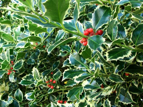Holly Bushes Trimming in Scottsdale