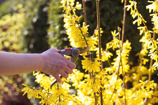 Forsythia Pruning in Scottsdale