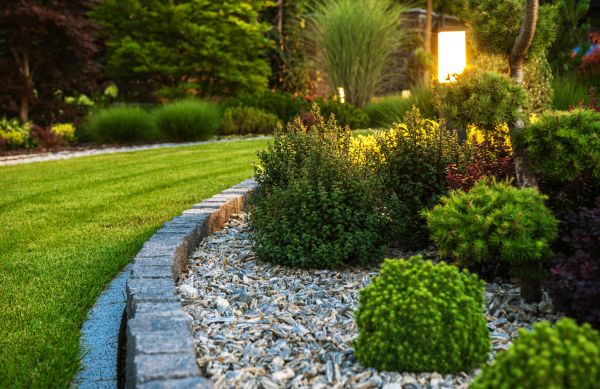 Bush Relocation in Scottsdale