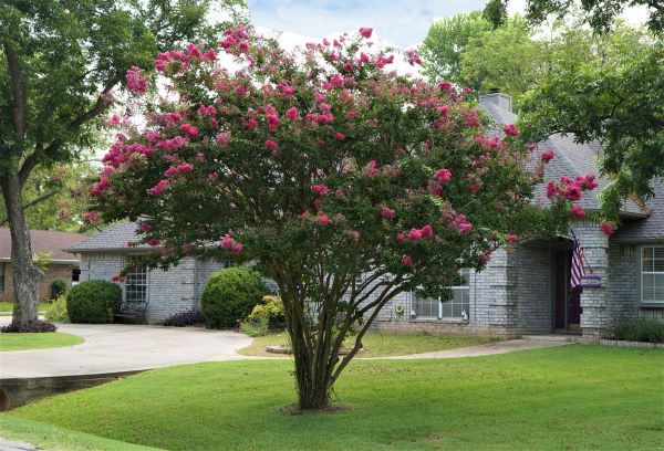 Crepe Myrtle Trimming in Scottsdale