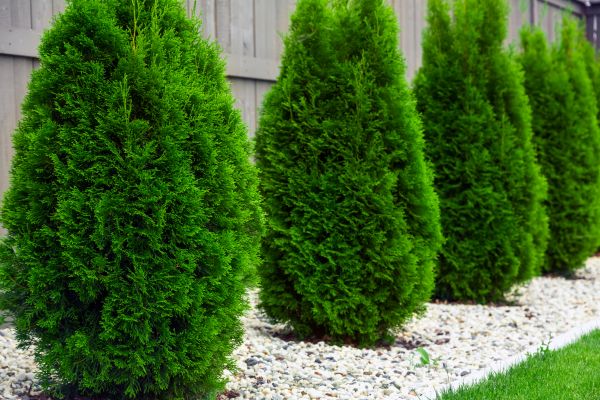 Arborvitae Removal in Scottsdale