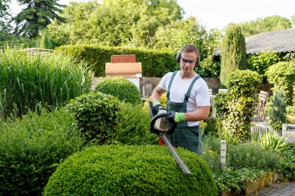 Shrubs Trimming in Scottsdale
