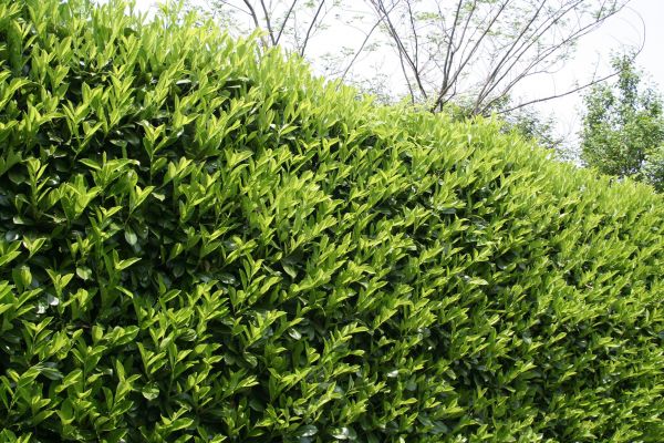 Laurel Shrub Removal in Scottsdale