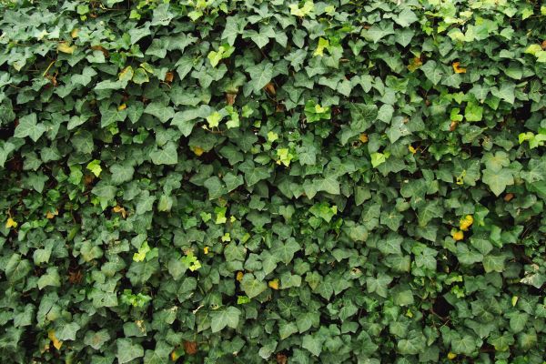 Ivy Pruning service in Scottsdale