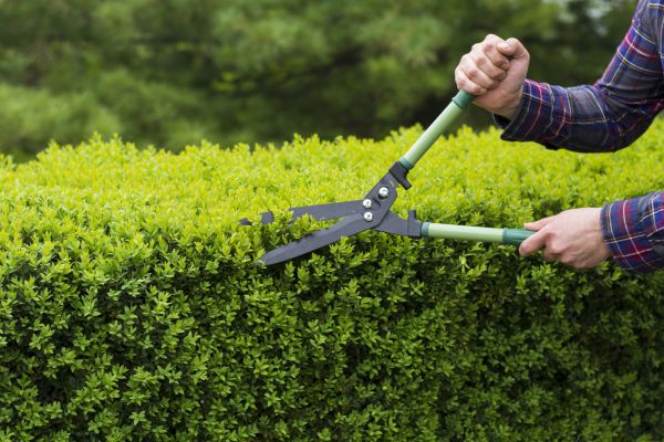 Evergreen Shrub Pruning in Scottsdale