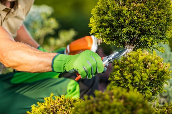 Landscape Pruning Service in Scottsdale