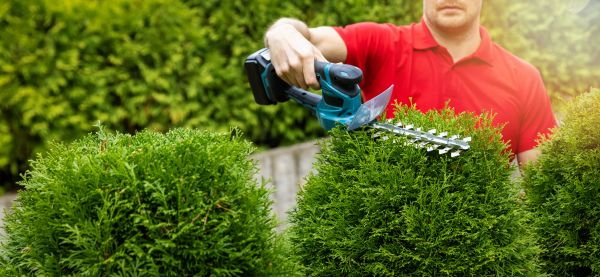 Hedge Shaping Service in Scottsdale
