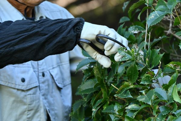 Holly Pruning in Scottsdale