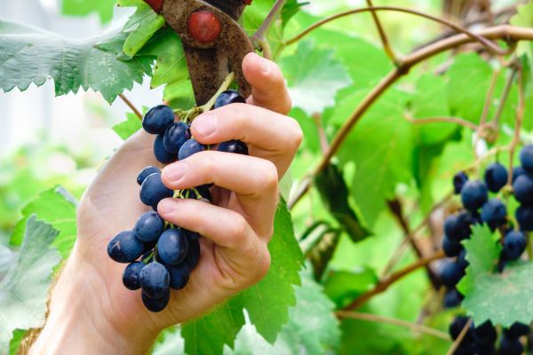 Vineyard Pruning in Scottsdale
