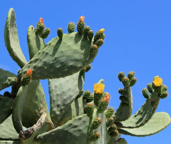 Cactus Removal in Scottsdale