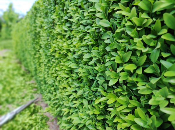 Cost of Boxwood Pruning in Scottsdale