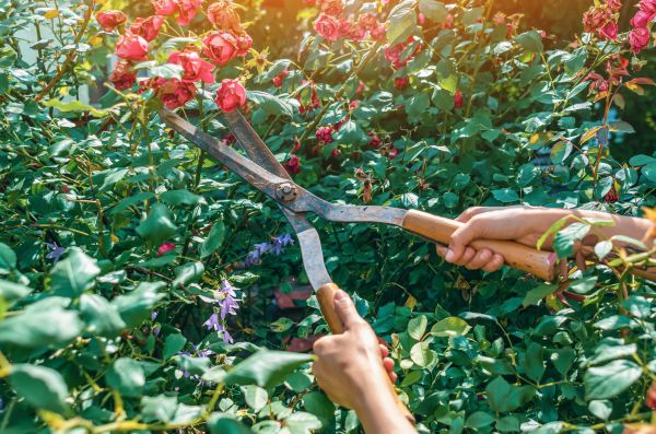 Knockout Roses Pruning in Scottsdale