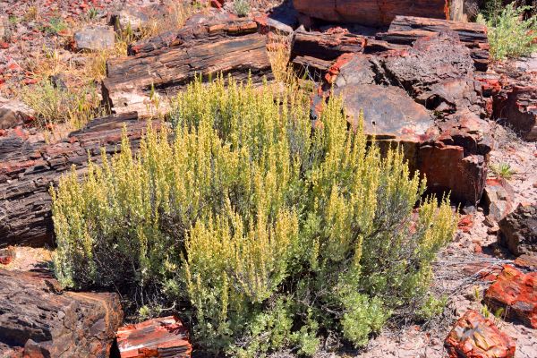Sagebrush Removal in Scottsdale
