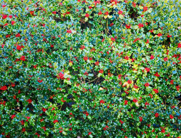 Holly Bush Removal in Scottsdale
