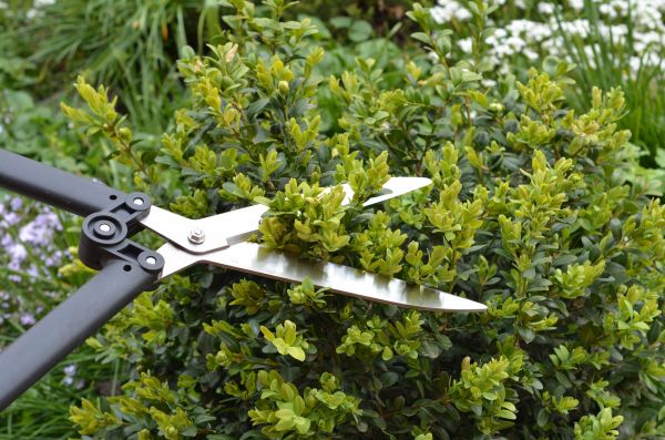Cost of Boxwood Trimming in Scottsdale