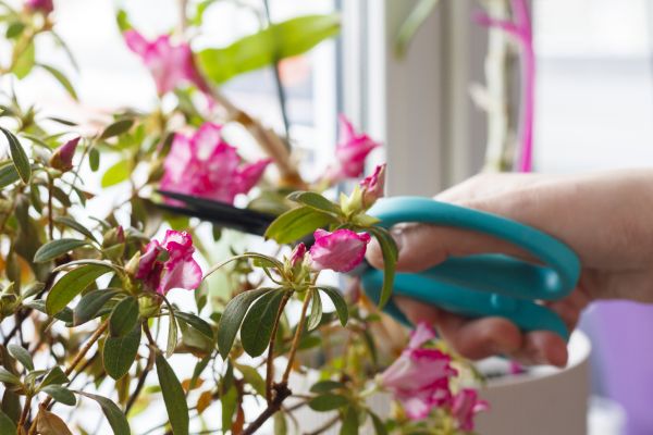 Azalea Pruning in Scottsdale