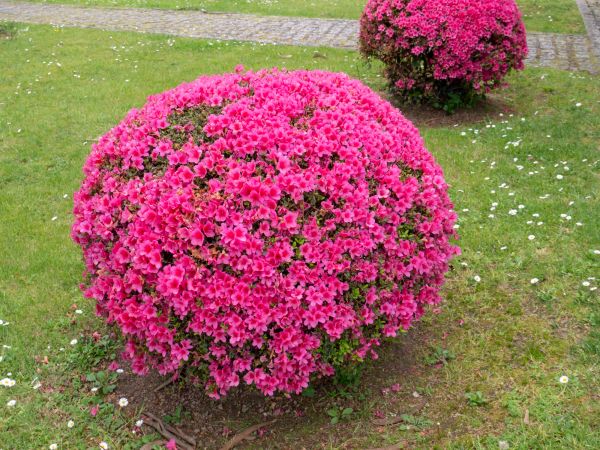 Rhododendron Pruning in Scottsdale
