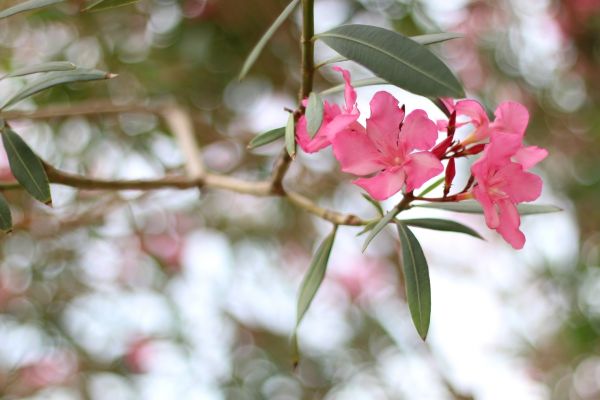 Oleander Removal in Scottsdale
