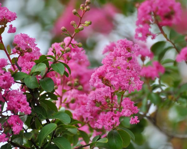 Crepe Myrtle Removal in Scottsdale