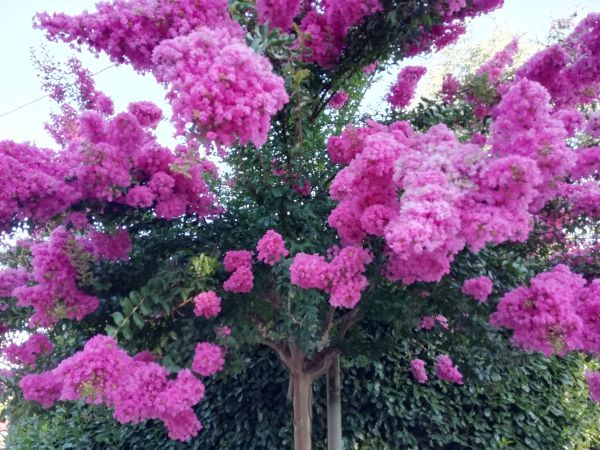 Crape Myrtle Pruning in Scottsdale