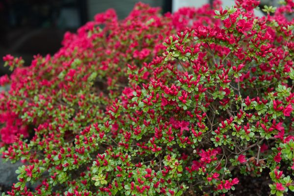 Weigela Removal Service in Scottsdale