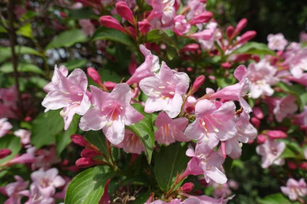 Weigela Pruning Service in Scottsdale