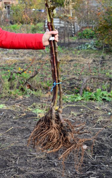Shrub Root Removal in Scottsdale