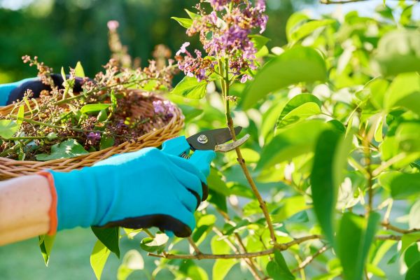Lilac Trimming Service in Scottsdale