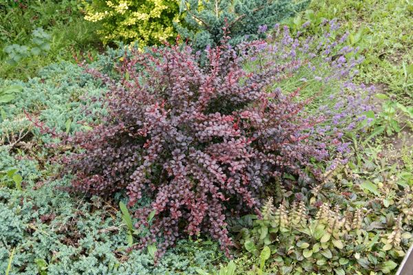 Japanese Barberry Removal in Scottsdale