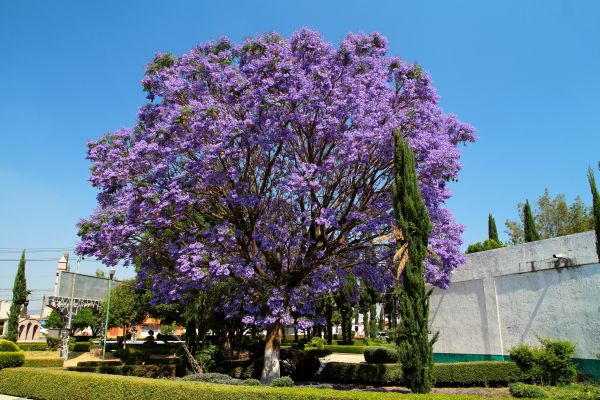 Jacaranda Pruning in Scottsdale