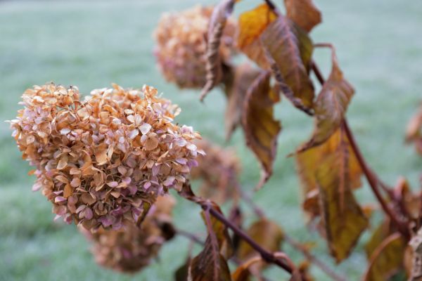 Hydrangea Removal in Scottsdale